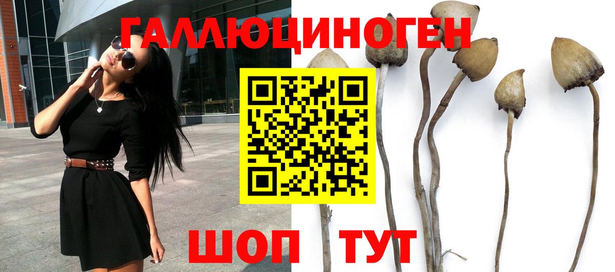 Псилоцибиновые грибы Psilocybine cubensis Норильск